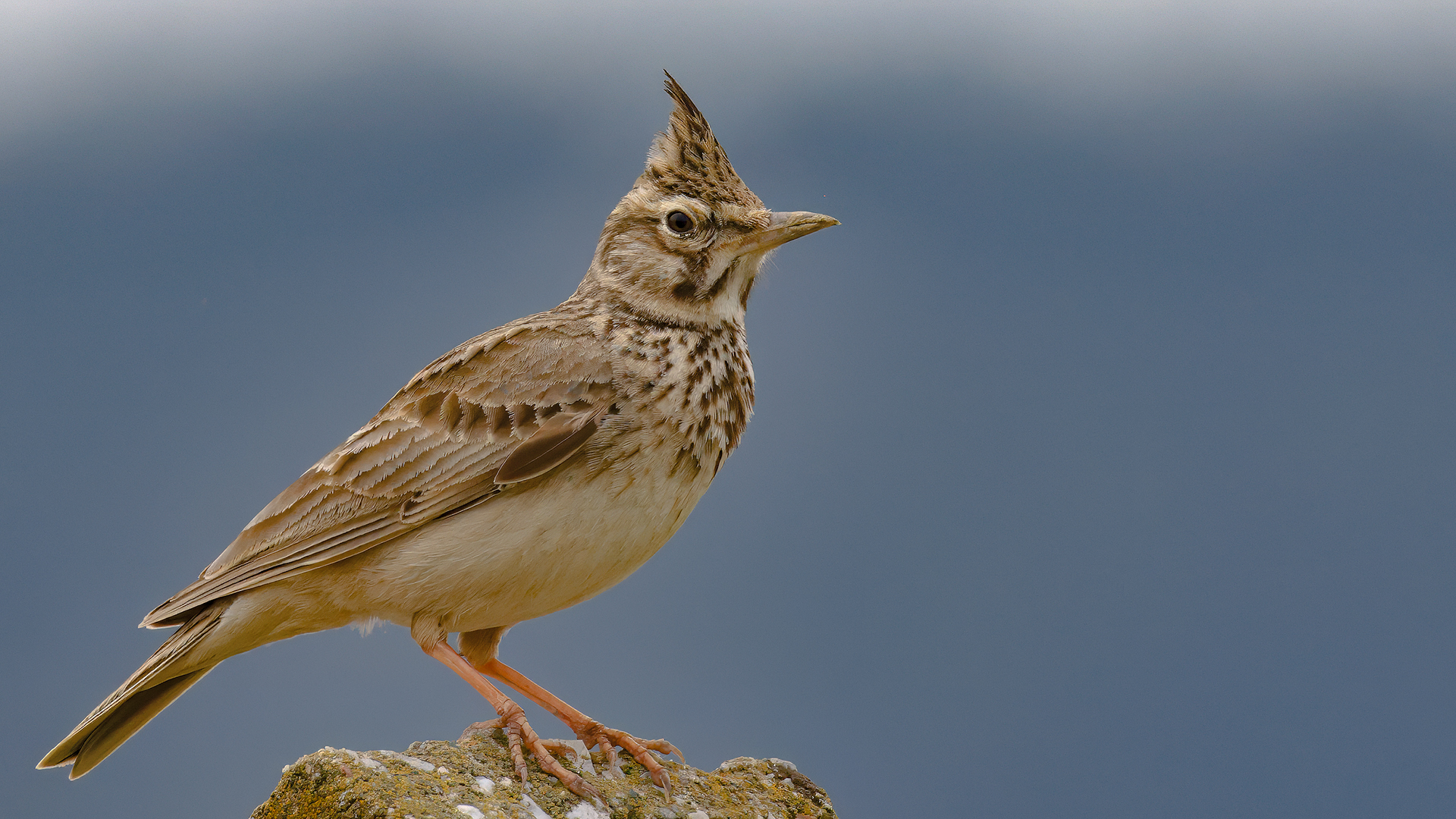 Crested Lark